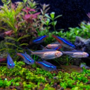 Cá Gold Neon Tetra rất hòa hợp với các loài cá nhỏ và hiền hòa khác