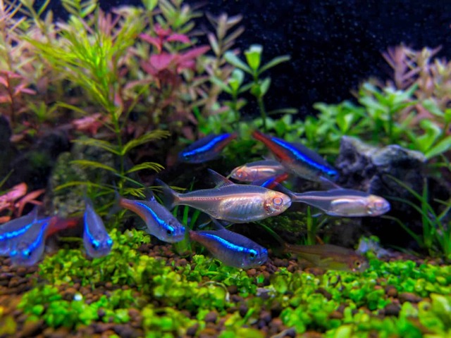 Cá Gold Neon Tetra rất hòa hợp với các loài cá nhỏ và hiền hòa khác