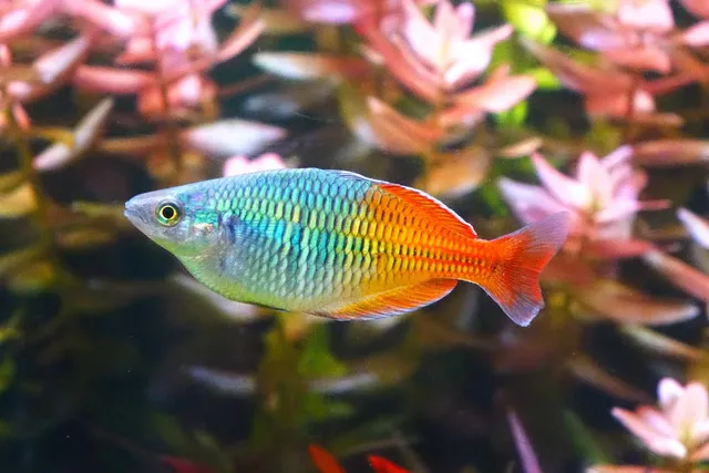 Cá Hải Hồ: Bí Quyết Nuôi Dưỡng Loài Cá Cảnh Với Màu Sắc Cầu Vồng Tuyệt Đẹp 