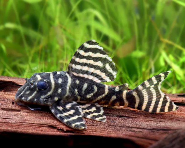 Cá L333 Pleco là loài cá cảnh không chỉ đẹp mắt mà còn rất thú vị nhờ vào tính cách đặc biệt và hành vi sinh hoạt độc đáo.