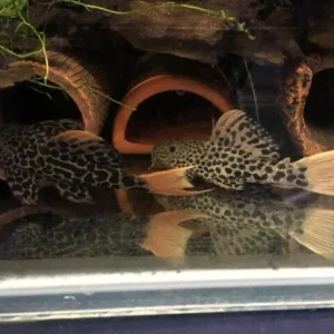 Cá L600 Pleco thường ít mắc bệnh nếu được chăm sóc tốt. 