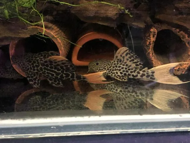 Cá L600 Pleco thường ít mắc bệnh nếu được chăm sóc tốt. 