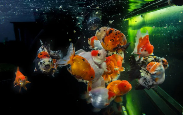 Cá Oranda có thể sống hòa bình với hầu hết các loài cá cảnh khác, đặc biệt là các loài cá vàng khác