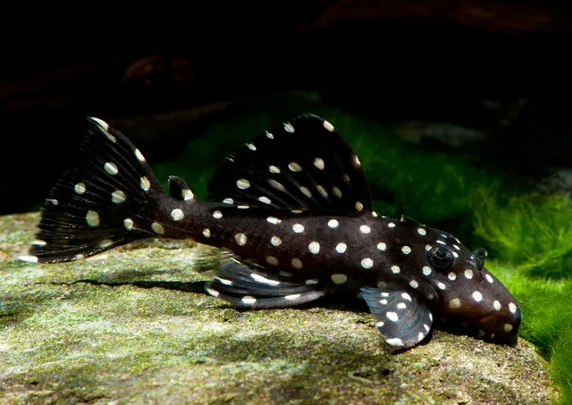 Cá Pleco L240 có thể đạt kích thước lên tới 12 inch (30 cm) khi trưởng thành, với cá đực thường lớn hơn cá cái.