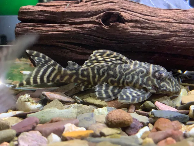 Cá Pleco L333 là loài có mức độ thải chất thải khá lớn, vì vậy bạn cần đảm bảo hệ thống lọc mạnh mẽ và hiệu quả để duy trì nước sạch