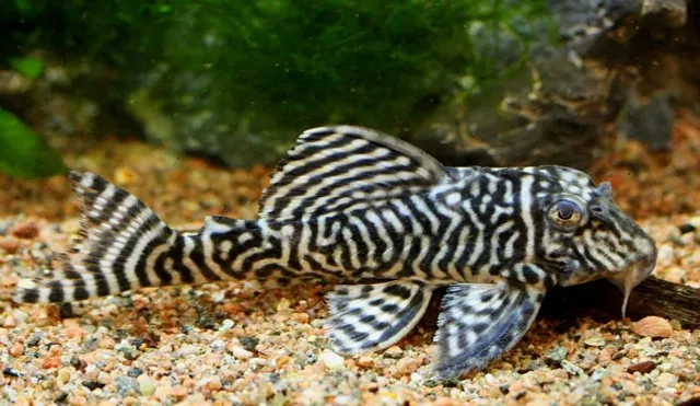Cá Pleco L333 nổi bật với thân hình mạnh mẽ, vây lớn có tia, và sọc vằn đặc trưng màu trắng hoặc vàng và đen