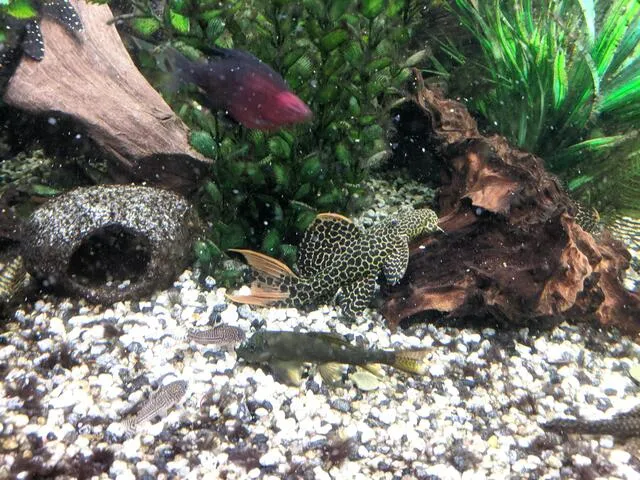 Cá Pleco L600 là loài hiền lành và có thể sống hòa thuận với nhiều loài cá khác