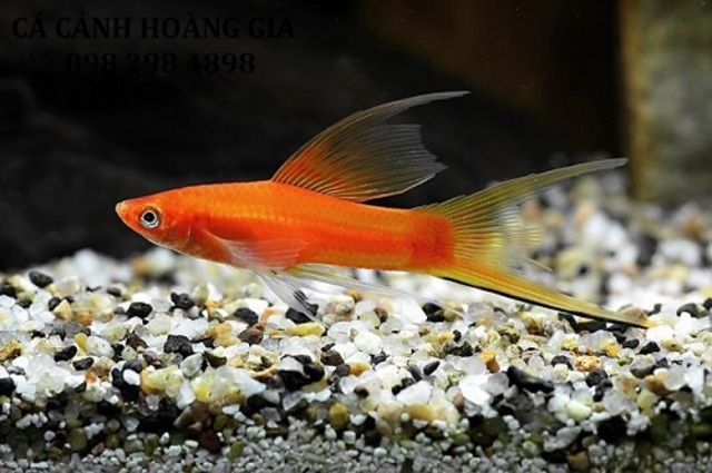 Cá Song Kiếm: Hướng Dẫn Cách Nuôi Và Chăm Sóc Loài Cá Với Đuôi Kiếm Độc Đáo