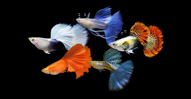 Cá bảy màu Full Red sẽ là điểm nhấn hoàn hảo dành cho bể cá của bạn 