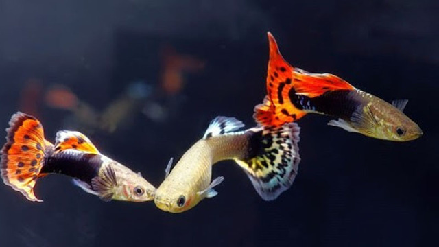 Cá bảy màu Thái: Hướng dẫn từ A đến Z cách chăm sóc và nhân giống cá