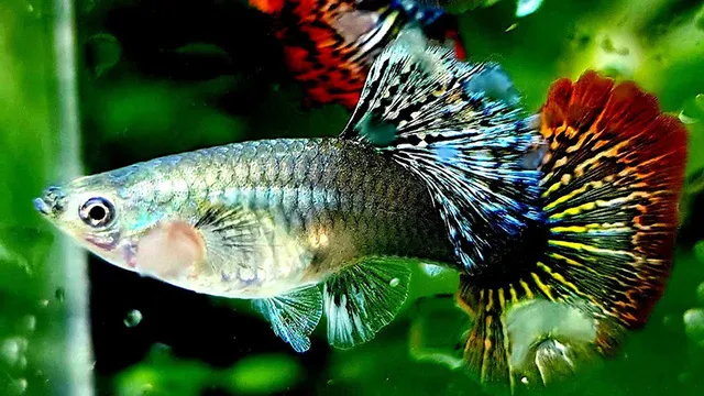 Cá bảy màu Thái có khả năng sinh sản rất nhanh chóng,