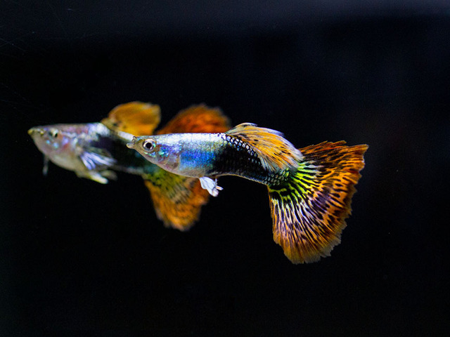 Cá bảy màu Thái có sự đa dạng về màu sắc và rất đẹp mắt 
