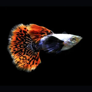 DauAquarium.com cam kết cung cấp cá bảy màu Thái chất lượng cao, được nuôi dưỡng trong môi trường tốt nhất