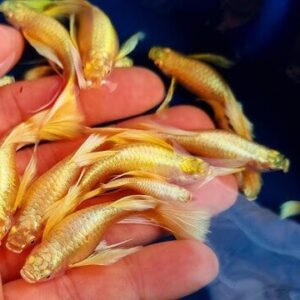 Giống cá  bày màu này rất dễ nuôi và chúng sở hữu vẻ ngoài khá bắt bắt 