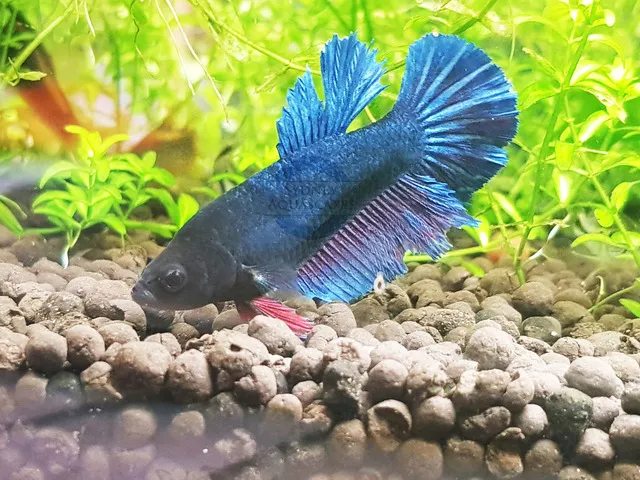 Cá betta mái thường có tính cách rụt rè và nhút nhát hơn so với cá trống