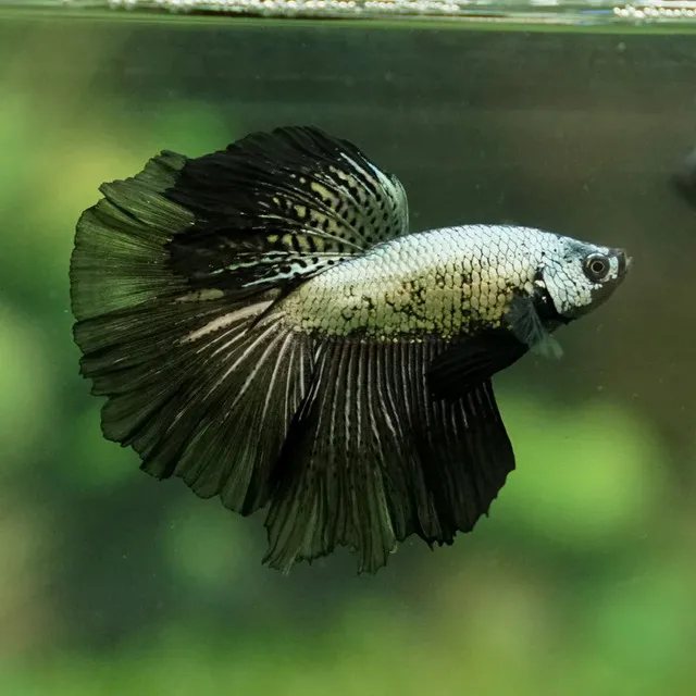 Cá betta rồng đen - Giống cá cảnh đầy huyền bí và thu hút bậc nhất hiện nay