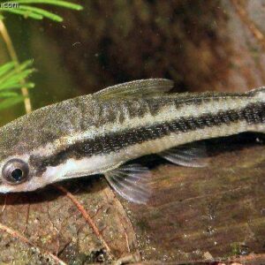 Cá bống Otto thích hợp để nuôi chung với các loài cá hiền lành, không cạnh tranh về thức ăn.