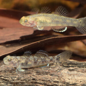 Cá bống suối yêu cầu môi trường nước sạch, hơi chảy nhẹ