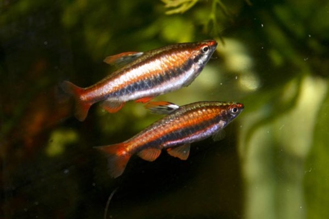 Cá bút chì đỏ là loài ăn tạp, nhưng thức ăn chính của chúng là tảo và các loại động vật phù du