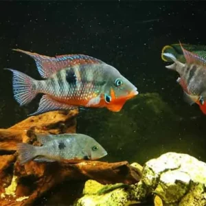 Cá cái khi trưởng thành sẽ đẻ trứng trên các bề mặt phẳng như đá, lá cây hoặc các vật liệu trong bể