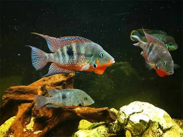 Cá cái khi trưởng thành sẽ đẻ trứng trên các bề mặt phẳng như đá, lá cây hoặc các vật liệu trong bể