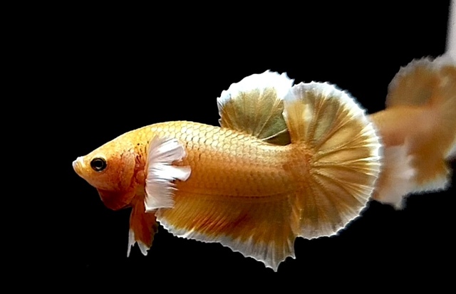 Cá cảnh Betta Dumbo có xuất xứ từ Đông Nam Á và sống trong các vùng nước ngọt tĩnh lặng