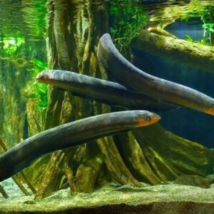 Cá chình nước ngọt có thể sống trong các môi trường nước ngọt với điều kiện nước ổn định và sạch sẽ.