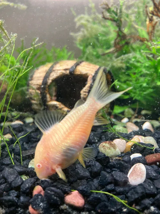 Cá chuột là loài ăn tạp, chúng có thể ăn nhiều loại thức ăn khác nhau