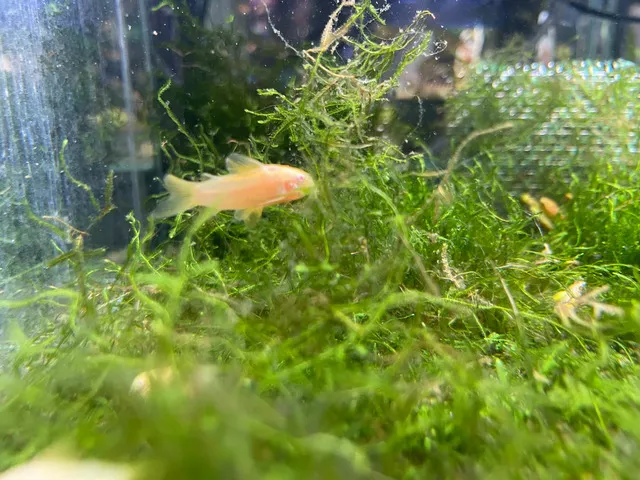 Cá chuột là loài cá nhỏ và khá dễ thích nghi với những loài cá có tính cách hiền lành