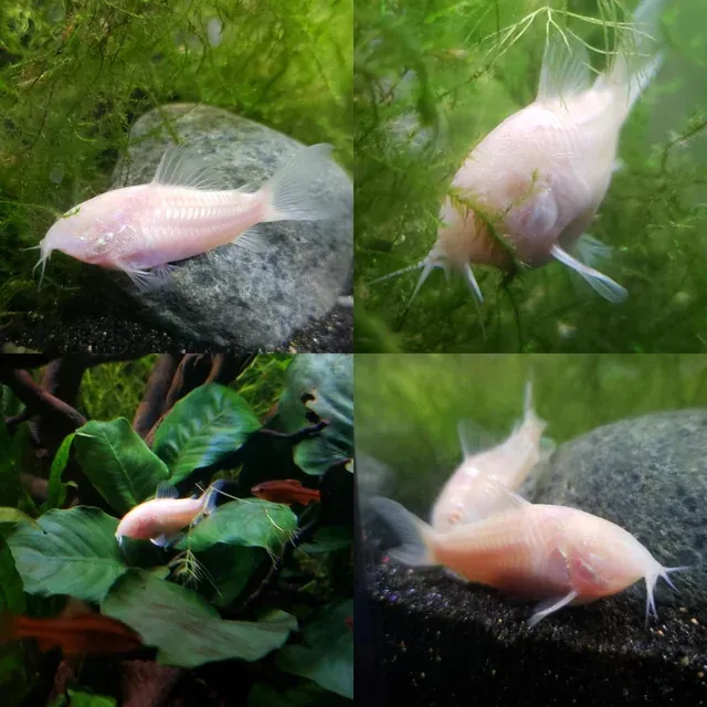 Cá chuột sở hữu thân hình mảnh mai, chiều dài từ 5-7 cm