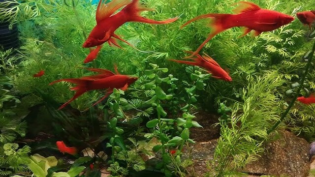 Cá đực có thể hung dữ với nhau, đặc biệt là khi có cá cái xung quanh