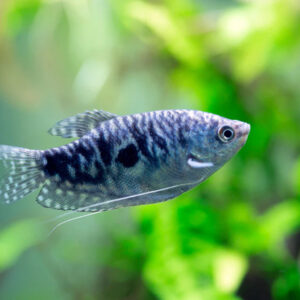 Cá đực sặc cẩm thạch thường có vây lưng dài và sắc nhọn hơn, trong khi cá cái có bụng tròn và vây lưng ngắn hơn