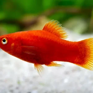 Cá hạt lựu: Tại Sao Nên Chọn Loài Cá Này Cho Bể Cảnh Của Bạn?