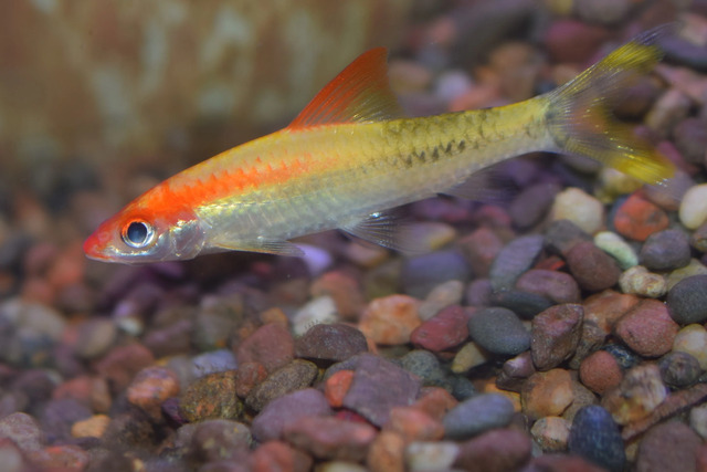 Cá hồng mi vàng - Giống Cá Cảnh Đẹp Mắt Và Cực Dễ Nuôi