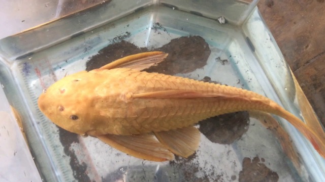 Cá lau kiếng cũng có một đặc điểm rất đặc biệt đó là bộ vây lưng và vây đuôi dài, sắc bén, giúp chúng bơi lội linh hoạt 