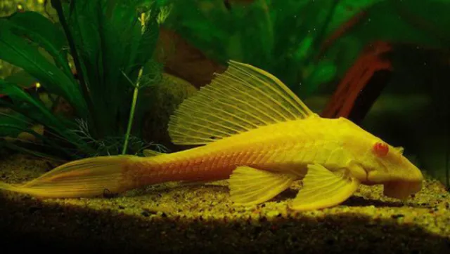 Cá lau kiếng rất nhạy cảm với môi trường nước, vì vậy cần duy trì chất lượng nước tốt để ngăn ngừa các bệnh lý