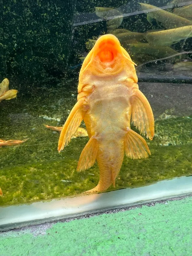 Cá lau kiếng vàng là loài ăn tạp, chủ yếu ăn tảo và các chất hữu cơ bám trên bề mặt bể