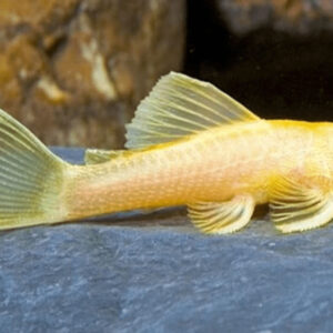 Cá lau kiếng vàng, với màu sắc rực rỡ và kích thước nhỏ gọn, đã chiếm trọn trái tim của những người yêu thích nuôi cá cảnh