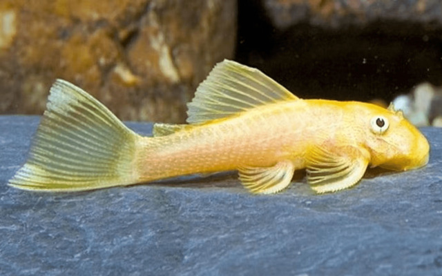 Cá lau kiếng vàng, với màu sắc rực rỡ và kích thước nhỏ gọn, đã chiếm trọn trái tim của những người yêu thích nuôi cá cảnh