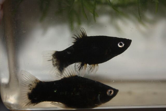 Cá mún đen có gì đặc biệt? Hướng dẫn cách mua và sở hữu những con cá mún đẹp nhất