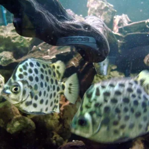 Cá nâu là loài sống theo bầy đàn, vì vậy bạn nên nuôi ít nhất 6 cá thể cùng một lúc để tạo ra một nhóm tự nhiên