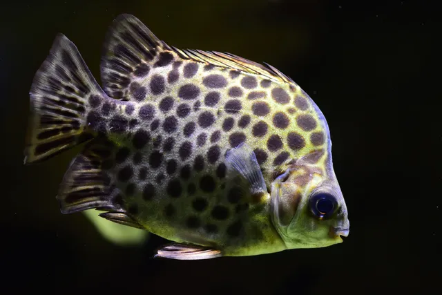 Cá nâu nước ngọt - Loài cá sở hữu vẻ ngoài độc đáo có một không hai 