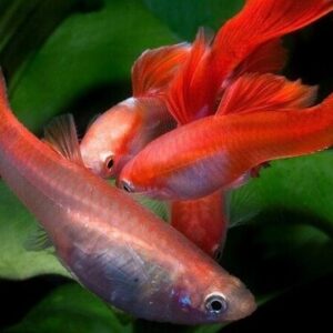 Cá này không yêu cầu ánh sáng quá mạnh, nhưng việc cung cấp ánh sáng tự nhiên hay ánh sáng nhân tạo vừa phải sẽ giúp cá phát triển khỏe mạnh