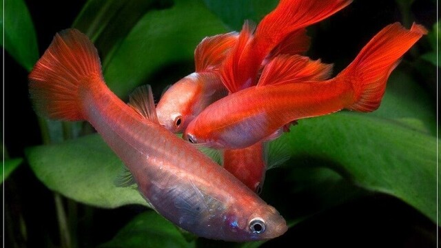 Cá này không yêu cầu ánh sáng quá mạnh, nhưng việc cung cấp ánh sáng tự nhiên hay ánh sáng nhân tạo vừa phải sẽ giúp cá phát triển khỏe mạnh