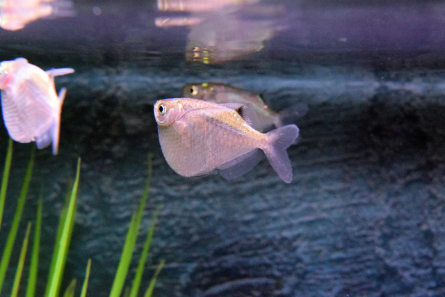 Cá rìu có thể sinh sản trong bể cá, nhưng quá trình sinh sản của chúng cần điều kiện lý tưởng và môi trường phù hợp