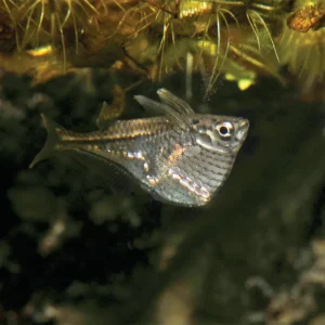 Cá rìu là loài ăn côn trùng và động vật phù du