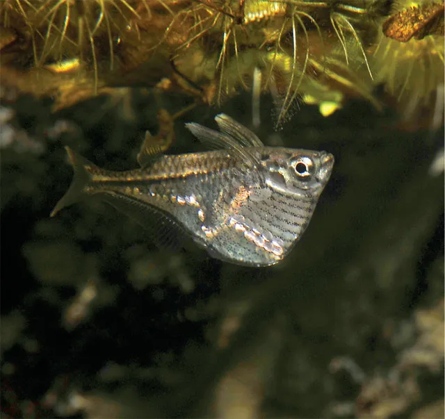 Cá rìu là loài ăn côn trùng và động vật phù du