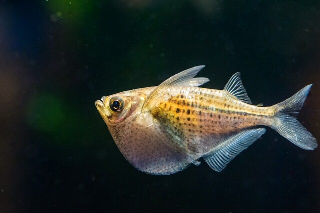 Cá rìu trưởng thành có kích thước từ 1 đến 1,4 inch (2,5 – 3,5 cm), khá nhỏ gọn và dễ nuôi