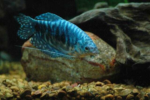 Cá sặc có thể sống từ 5 đến 6 năm nếu được chăm sóc tốt.