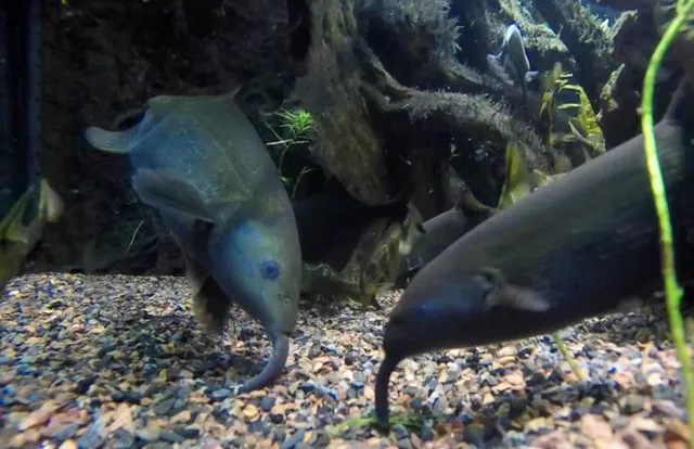 Cá vòi voi là loài ăn thịt, ăn tạp, và chúng rất yêu thích các loại thức ăn giàu protein